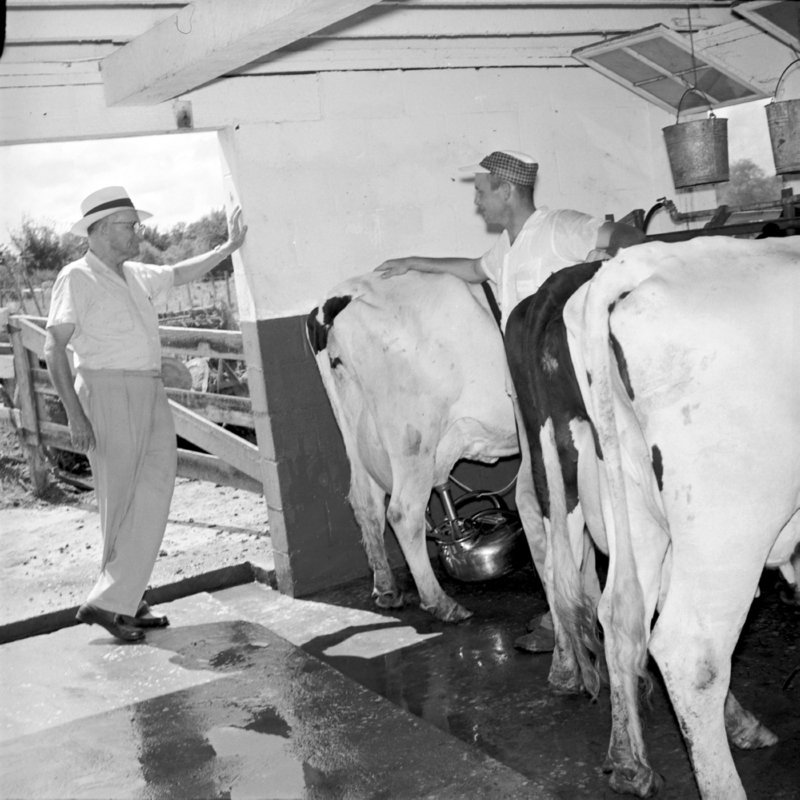 025_In newer barns,... (1958).jpg